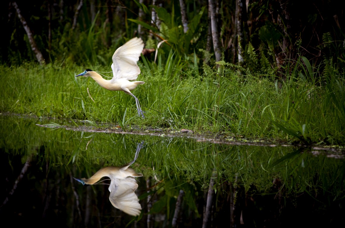 Parque Nacional do Yasuni, no Equador: esta zona da bacia amazónica é das que tem mais biodiversidade no planeta